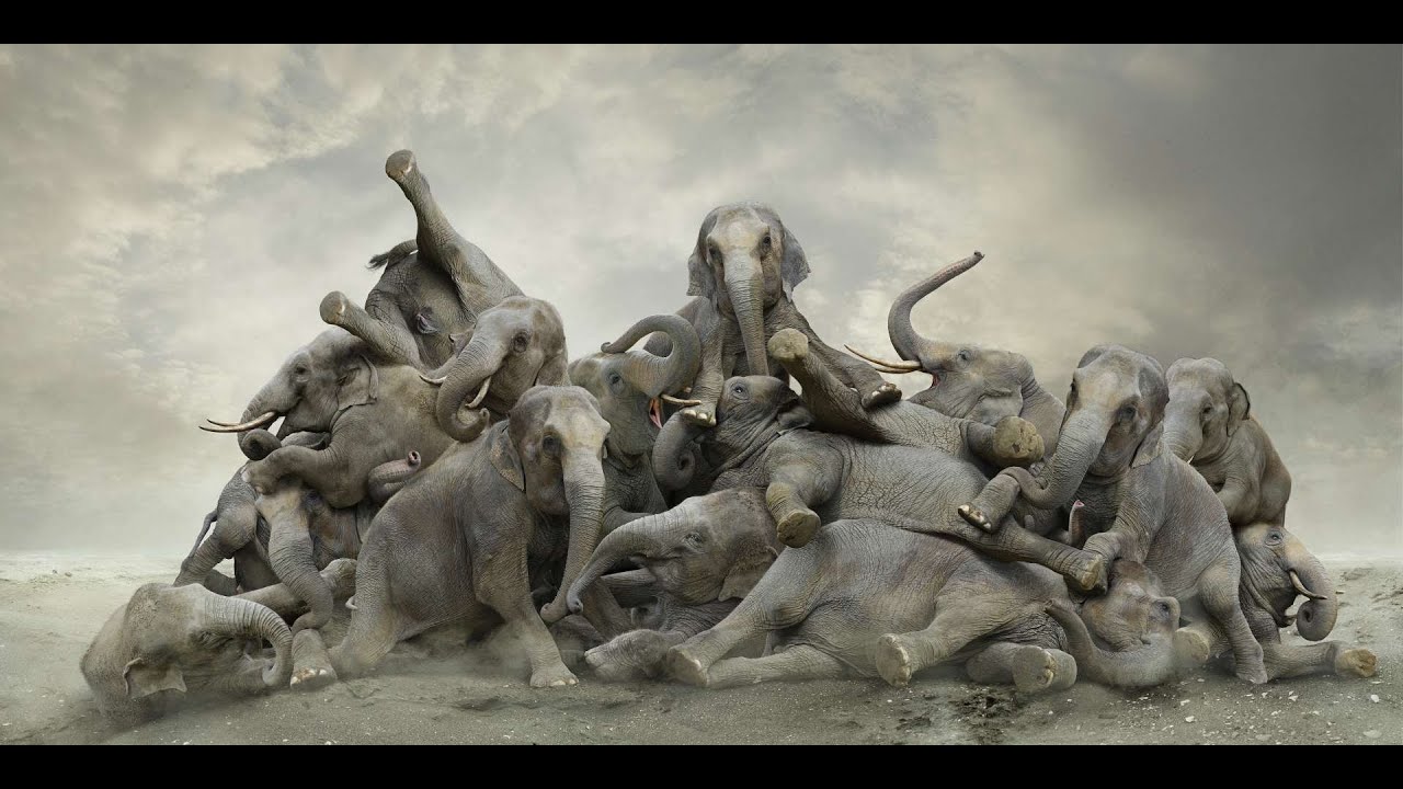 스튜디오아우라 벨기에 사진작가 Koen Demuynck