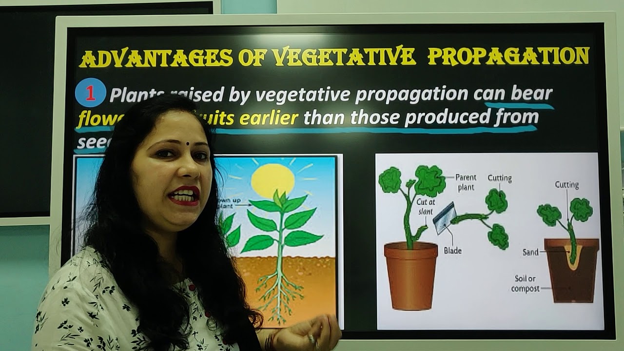 Class 10 Vegetative Propagation Budding Tissue Culture by Rachna