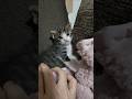 手の中に顔をうずめる甘えん坊さん😺 #kitten #cat #cat #cute #kitty #animals