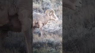 Wild Bighorn Sheep, public land Idaho!