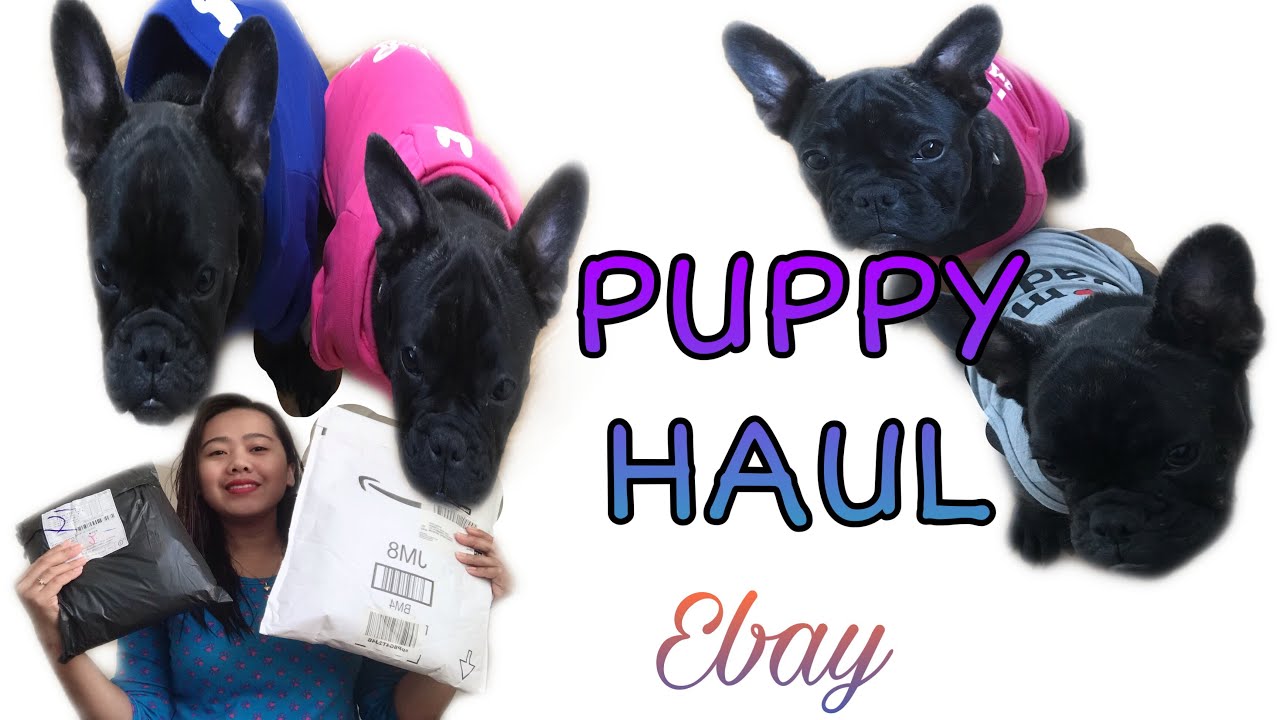 EBAY PUPPY HAUL ft My FRENCHBULLDOG | ChewieandGamorathefrenchies