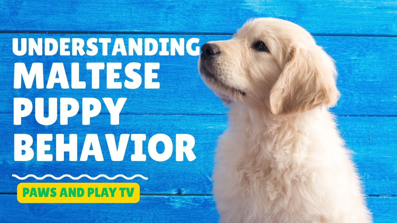 Understanding Maltese Puppy Behavior | Paws and Play TV 🐾