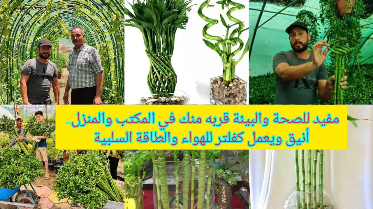 نبات البامبو عصا موسى في مشتل حيدر تقي العراق 🇮🇶 بغداد نبات يخلصك من الطاقة السلبية