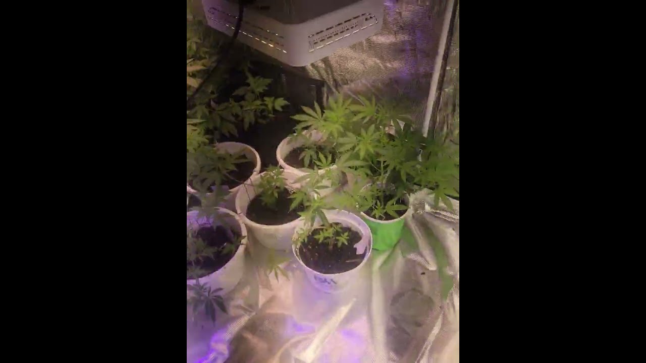 Tour of Budskies Cultivation small flower room 1