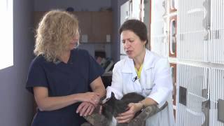 Famous How long do cats live, exactly? Wealth