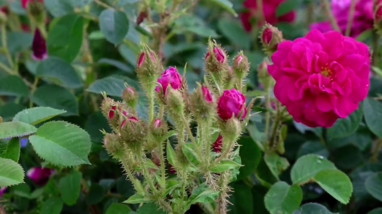 Rosen Schneiden Im Winter 9 Youtube