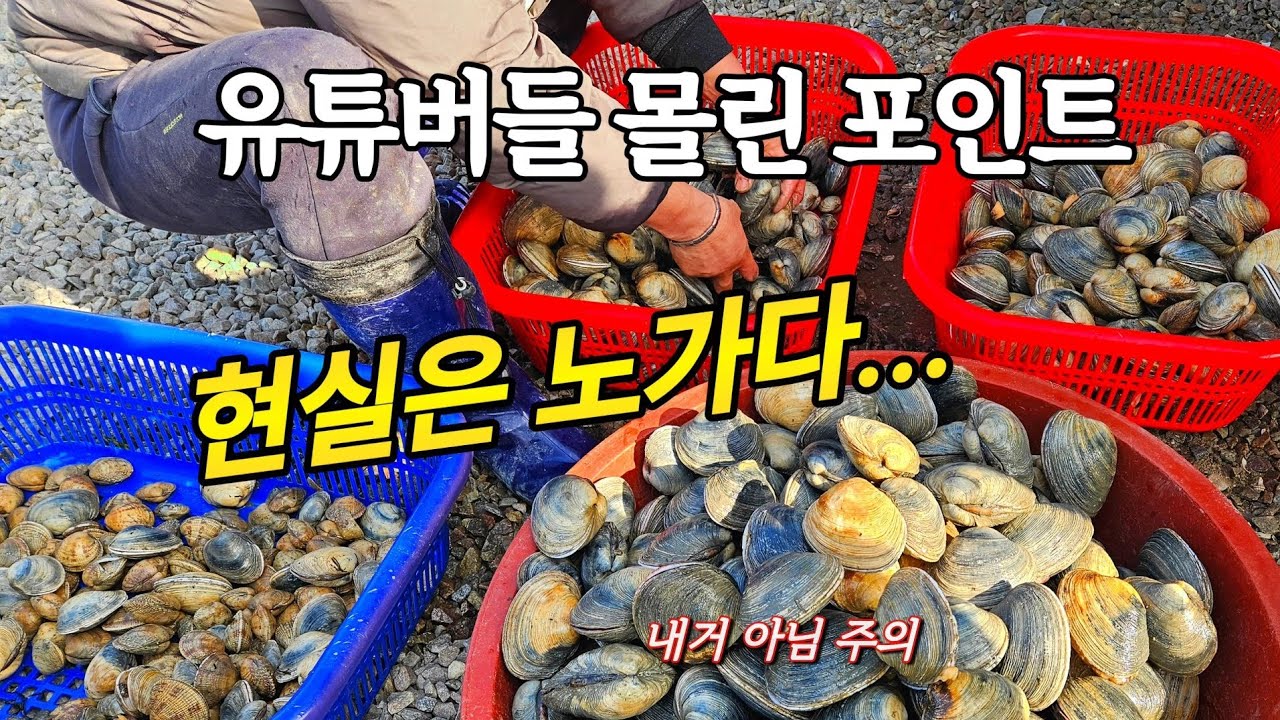 만통 욕심에 촬영은 뒷전...마이너스 물때 죽어라 호미질 (개조개 치즈구이)