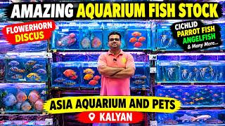 Explore Amazing Aquarium Fish Varieties | Flowerhorn, Discus, Cichlids & More | Asia Aquarium Kalyan