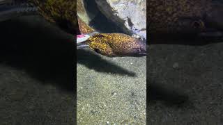 #catchthesea #fishing #rivercrab #beach #deepsea #nature #diving #fish #eel #crab