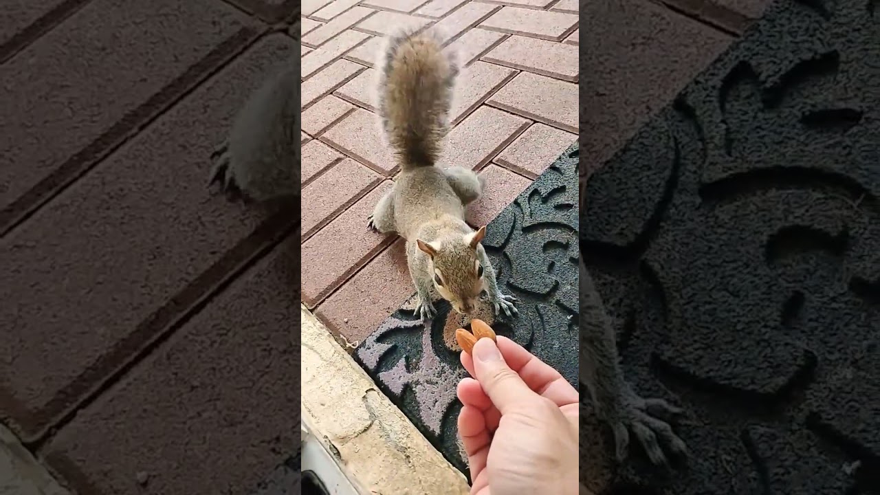 Мы согласны, Дудл очень красив! 