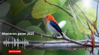 burung kemade/ncit keres gacor full masteran!!! ngerol panjang