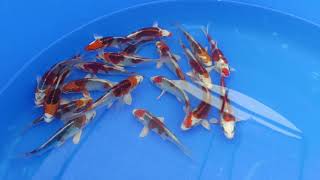 High Quality Kujaku Koi Fish Has Arrived From Ogata Koi Farm
