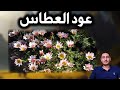 ماهو عود العطاس او عاقر قرحا واهم فوائدة الذهبية ومعلومات قيمة عنه 