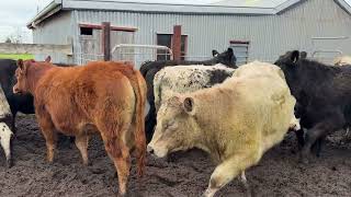 Auctions Plus Sale 128736 - 31 Jul 2026 TJ Hallett (20 head) (2)