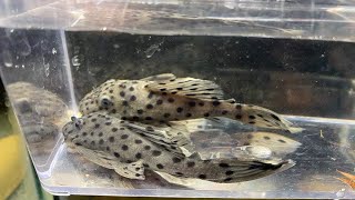 Unboxing New L264 Sultan Pleco Proven Adult Breeding Pair