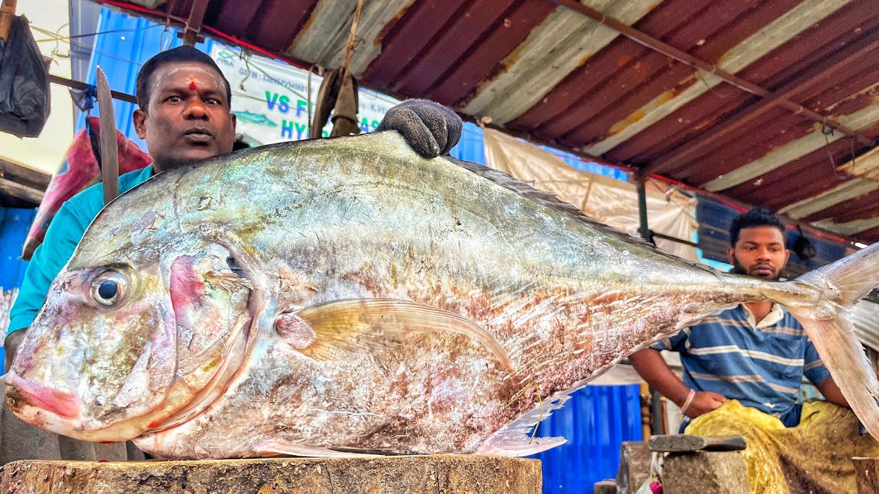 KASIMEDU VIJI | HUGE LIVE DIAMOND TRAVELLY FISH CUTTING VIDEO | 4K VIDEO | KM FISH CUTTING 