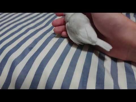 手におさまる文鳥の雛