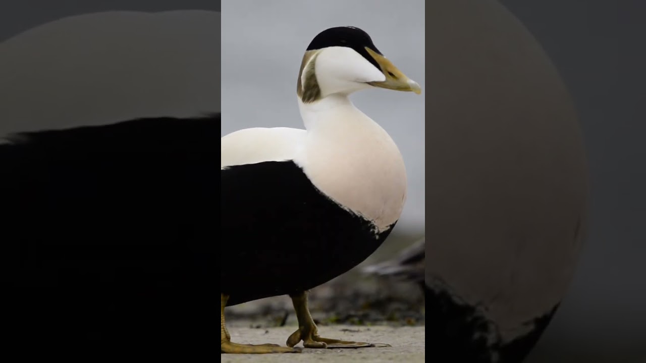 Eider ducks