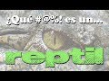 ¿Qué #@%! es un REPTIL?