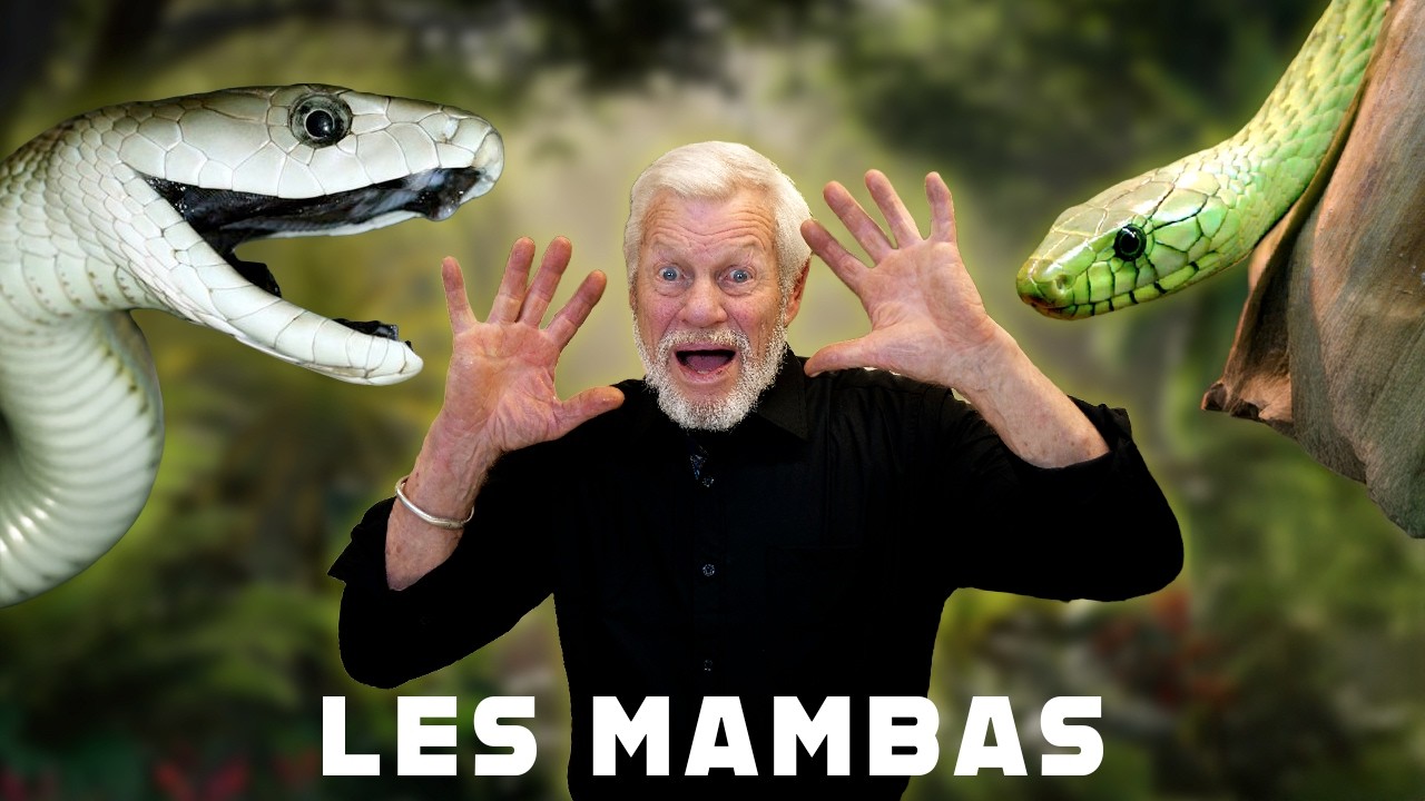 Les serpents venimeux les plus rapides du monde : les mambas africains