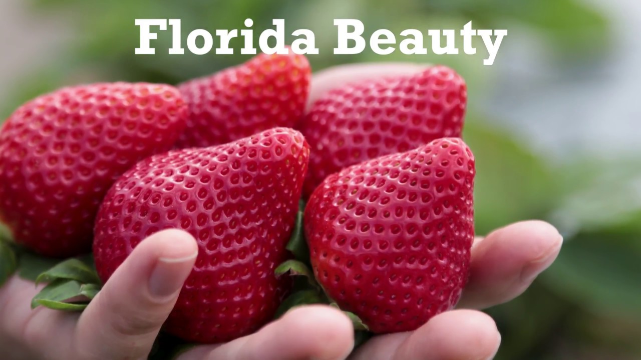 EMCO CAL - Florida Beauty Variety