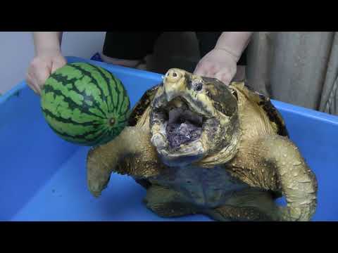 Extreme power bite force Of Alligator Snapping turtle #Smashing #Watermelon