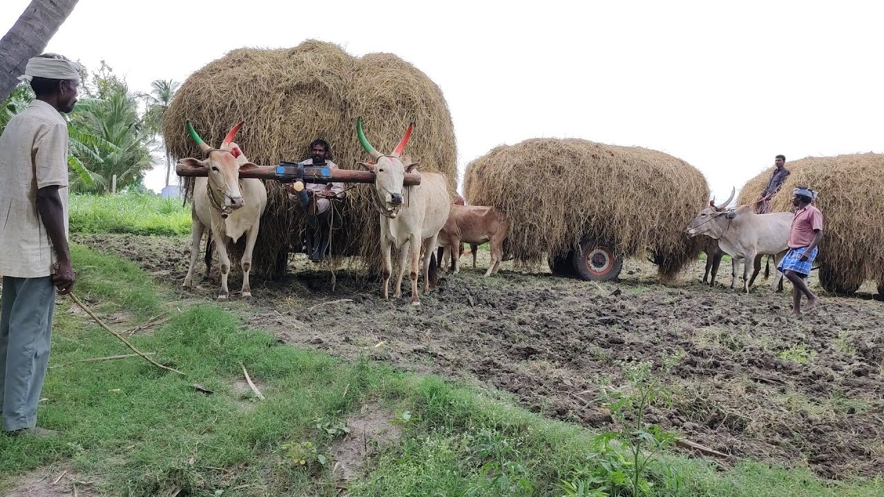 bullockcart sales vaikal full loading working agricultural land bullock Cart