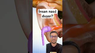 Kulakta Duyma Işlemi Nasıl Gerçekleşir? ￼ İnsan Nasıl Duyar?