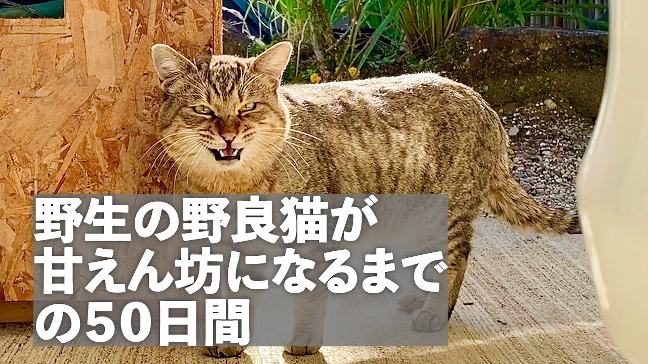 毎日庭に来る野良猫に餌を50日間あげつづけた結果‥, image size:1280x720