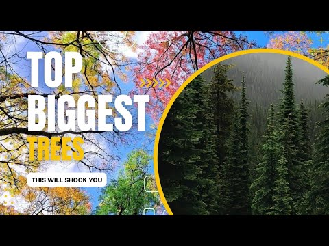 Video: L'albero più alto del mondo è l'Iperione gigante