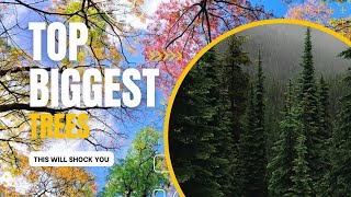 Biggest Trees In The World (You Never Know) by Amaze Share 139 views 4 months ago 8 minutes, 3 seconds