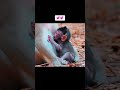I hope the children can all grow up peacefully in their own way #monkey #babymonkey