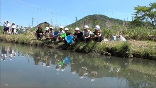 「ホタルが増えますように」　ホタルの幼虫の餌、カワニナを小学生が放流　岡山・真庭市