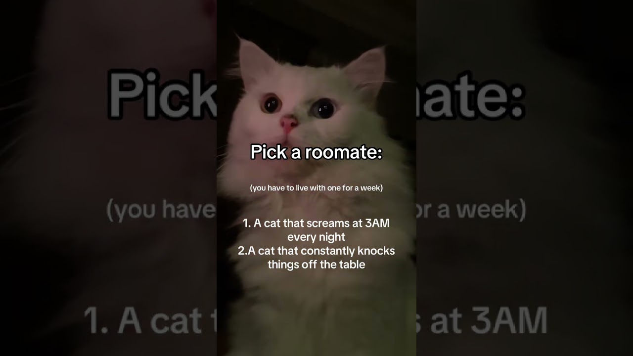 Only TRUE cat owners know the answer 😼🤝No escape, choose one… 👀
