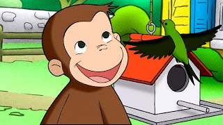 Essa é a Comida dos Pássaros! 🐵 George, o Curioso 🐵 Desenhos Animados