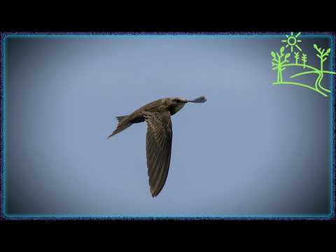 Стриж - Голоса
