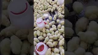 Rtl Chicks Rtl Chicken