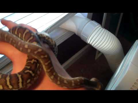 Centralian python