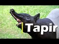 जानिये एक अनोखे प्राणी के बारे में तापिर | tapir Facts |