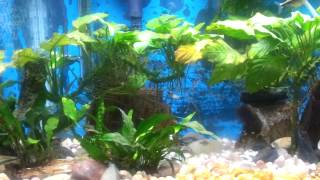 30 Gallon Guppy Breeding Tank
