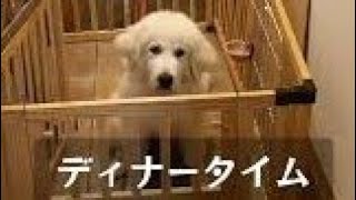№507-136　ジョリィとシェリィ/JOLIE&CHERIE/ #茨城 #犬 #ドッグラン #グレートピレニーズ #超大型犬 #greatpyrenees #dog