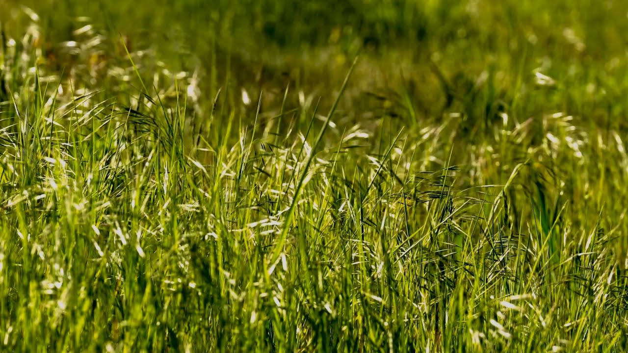 Rustle Sound 🍃 Gentle Wind Sounds in Sunlight Grass ☀️ 1 Hour of Soft Breeze ...
