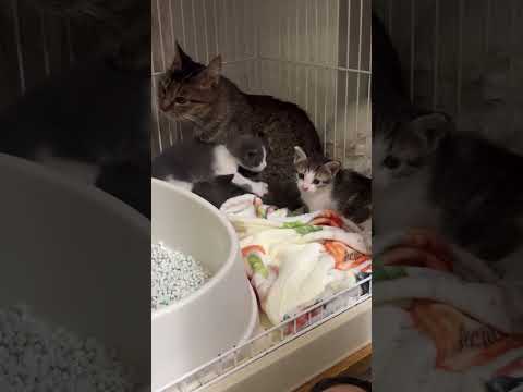 モネお母さんと3人の子供たち#ジオラマ食堂