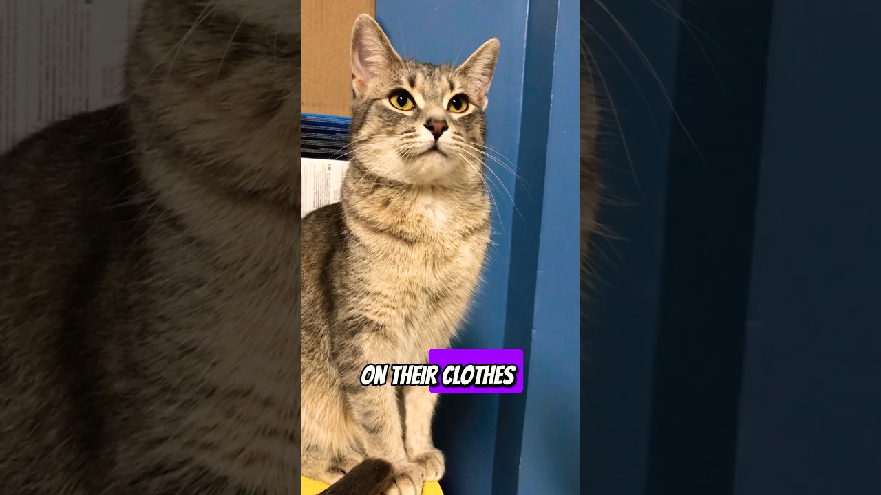 The Real Riches of Happiness: Abby's Insights on Materialism and Joy!😺💰😊