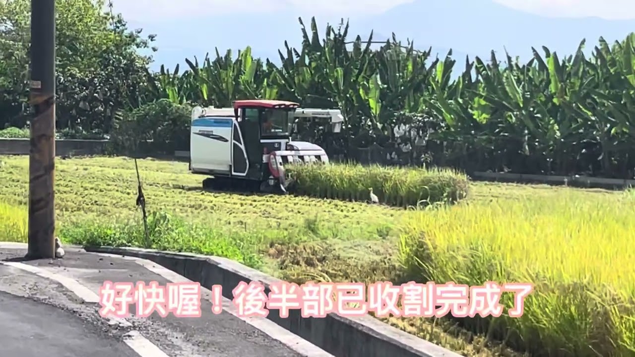 美濃147米收割過程大公開