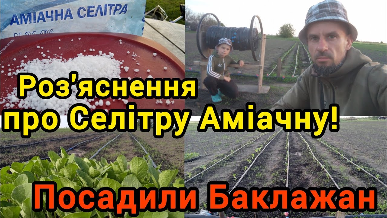 Висадка Баклажана. Роз'яснення про СЕЛІТРУ АМІАЧНУ!