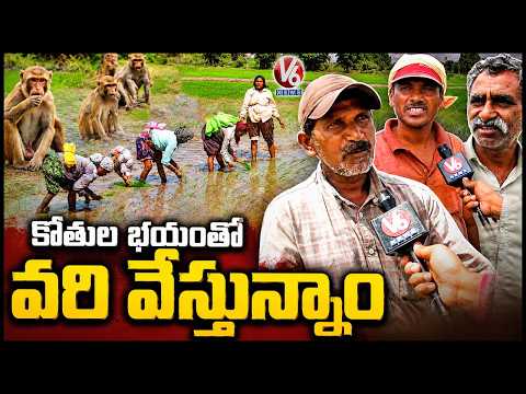 Monkey Menace Forces Karimnagar Farmers To Start Paddy Cultivation Early | V6 News - V6NEWSTELUGU