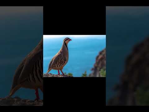 Şehrîbana Kevokim اغاني طرب الزمن الجميل Müzik Kurdish Musicgenre Türküler كوردستان