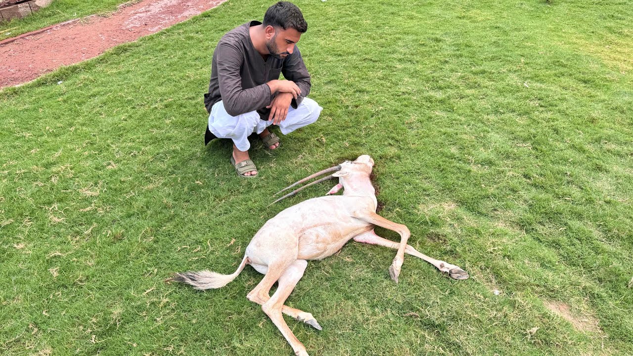 Ye Achank Orix Ko Kiya Hogea😭Zibha Krna Pra