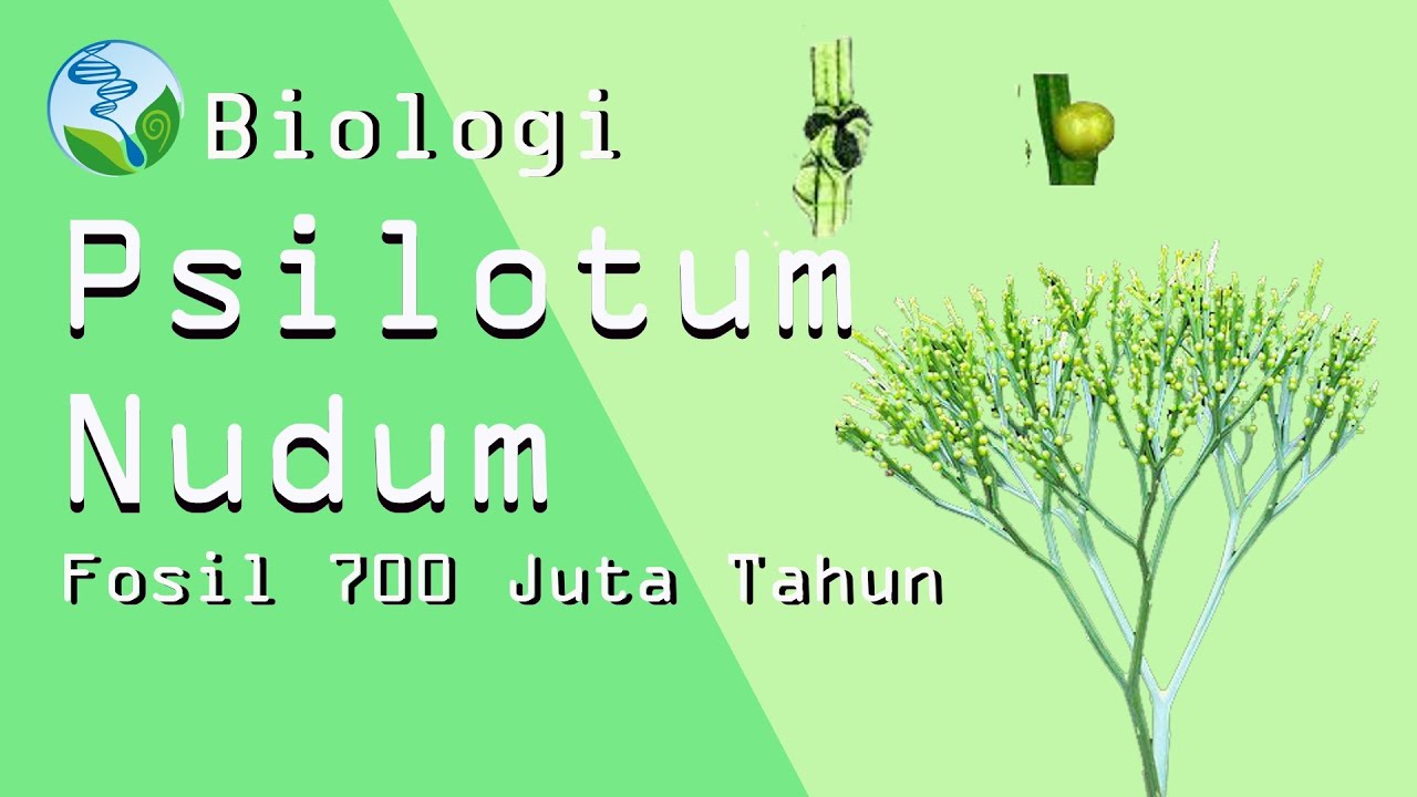 Psilotum Nudum. Tumbuhan Purba yang Terancam Punah